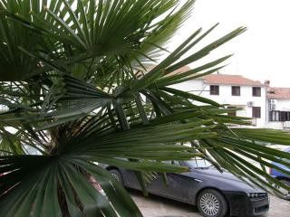 Appartment Br.3 in Vrsar 9