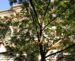 Apartment Studio A1 in Sukosan